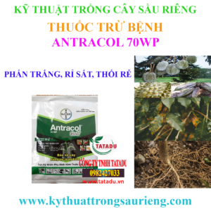 ANTRACOL 70WP1