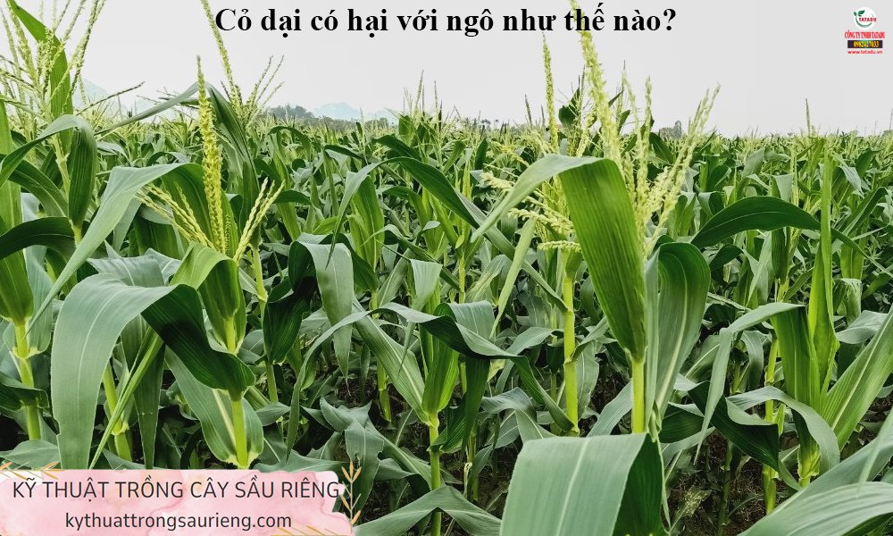 TÁC HẠI CỦA CỎ NGÔ
